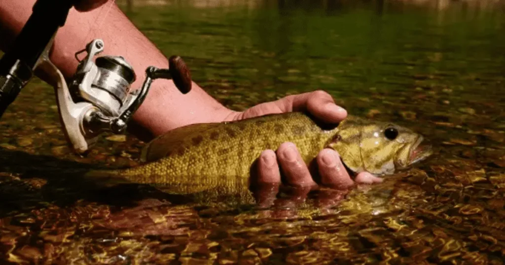 Buffalo-National-River-Fishing