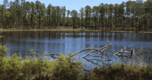 Read more about the article Explore the Majestic Wilderness of Conecuh National Forest