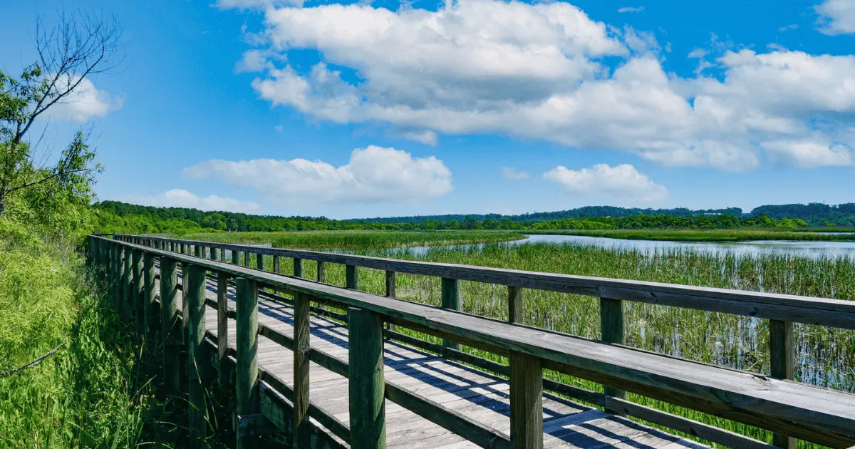 Read more about the article Enchanting Meaher State Park: Alabama’s Untouched Natural Wonder