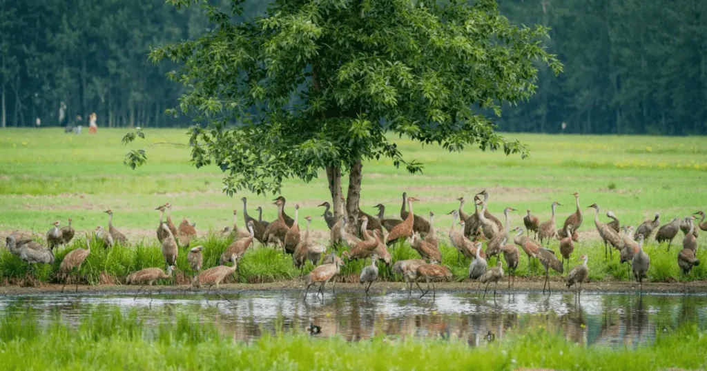 view-Migratory-Waterfowl-Refuge