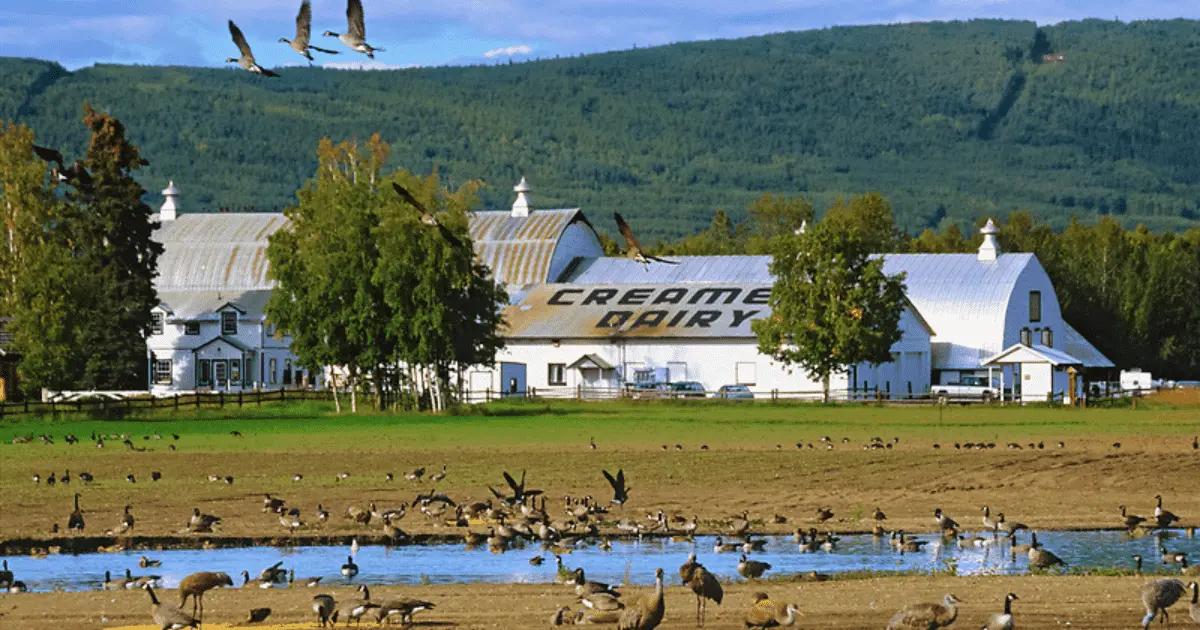 Read more about the article Creamer’s Field Migratory Waterfowl Refuge 