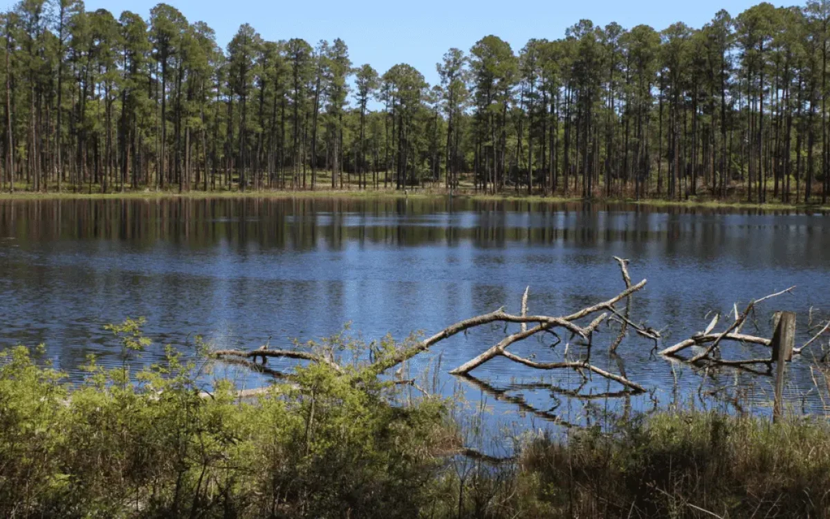 Conecuh-National-Forest